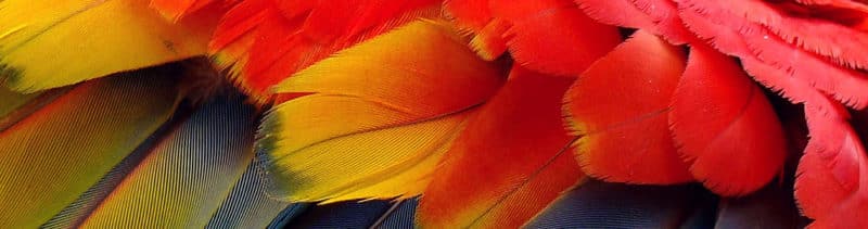 Jumelles pour l'observation des oiseaux