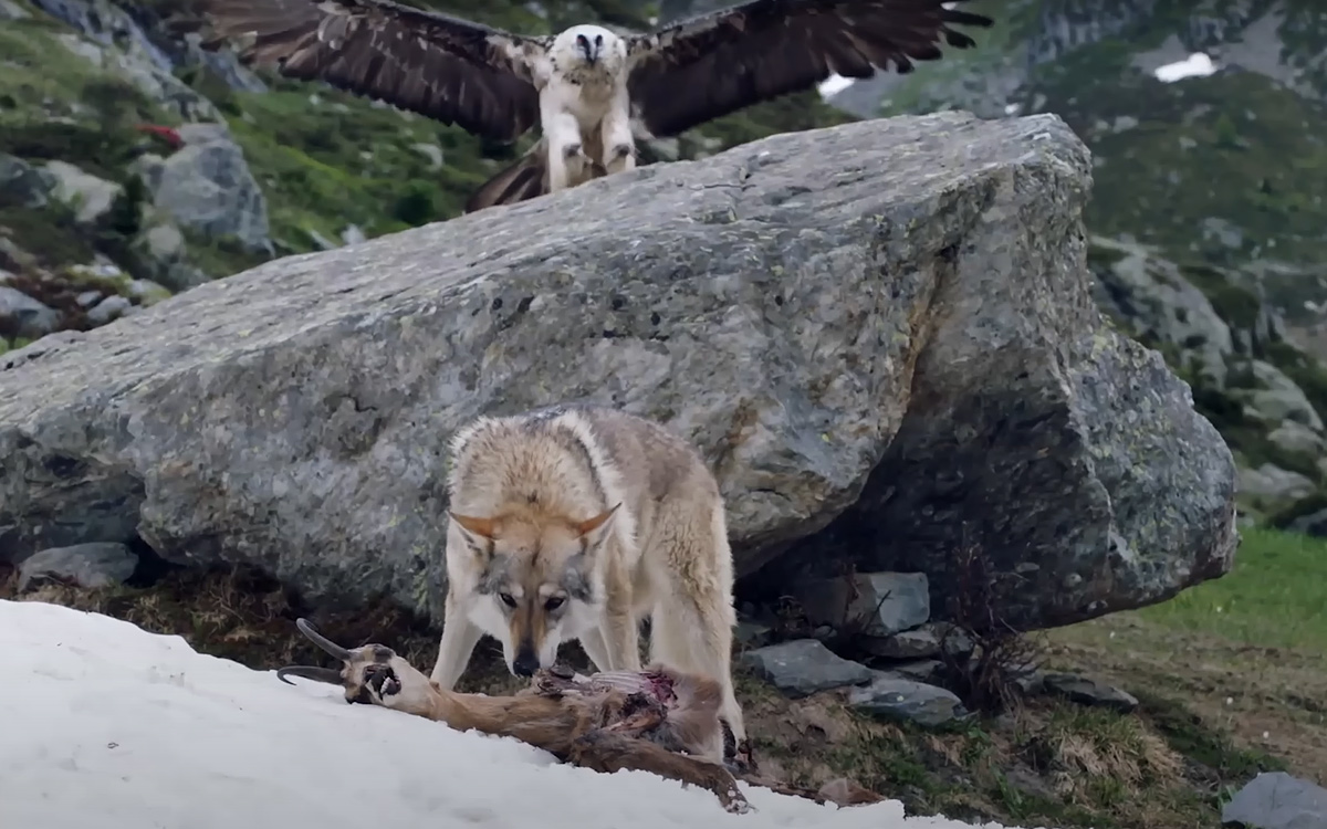 Wolf in Vorarlberg und die Alpwirtschaft | Zukunft der Bewirtschaftung